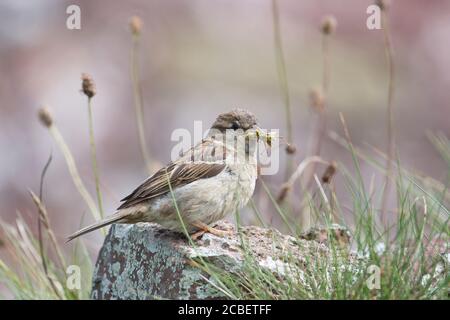 Female house sparrow (Passer domesticus) with grasshopper prey