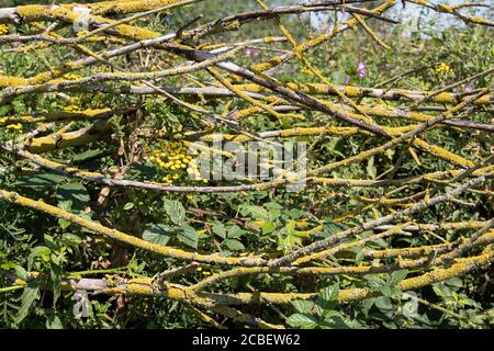 Yellow crustose lichens on hedgerow branches Stock Photo
