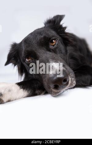 Clouse up portrait of a sad and thoughtful purebred border collie dog laying down . Cute friendly pet looking with smart eyes. Bored and upset puppy i Stock Photo