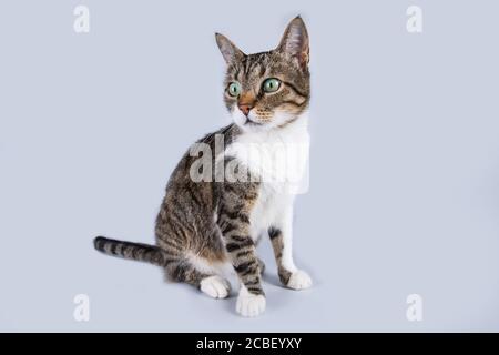 Close up portrait of funny curious striped cat looking up attentive isolated on grey wall background with copy space.