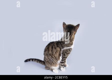 Close up portrait of funny curious striped cat looking up attentive isolated on grey wall background with copy space. Stock Photo