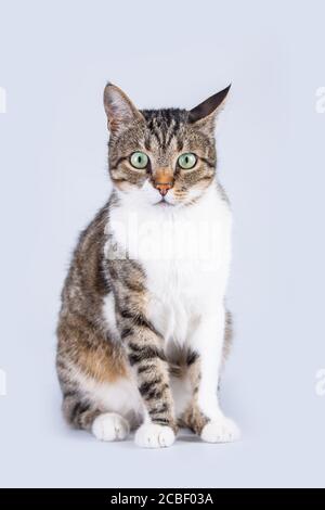 Surprised Cat sitting and looking to camera  isolated on white background. Stock Photo