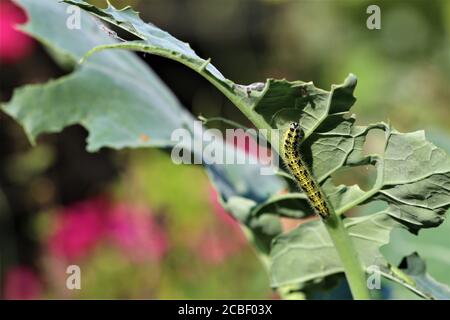 Cabbage caterpillar on a green cabbage leaf Stock Photo