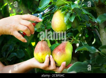 Pear harvest in an orchard; woman's hand picking up pear fruits on the background of fruit garden fruit in woman's hand. Stock Photo