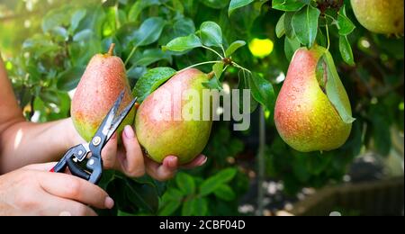 Woman’s hand picking up pear fruits on the background of fruit garden; Pear harvest in an orchard; Stock Photo