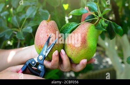 Pear harvest in an orchard; woman's hand picking up pear fruits on the background of fruit garden Stock Photo