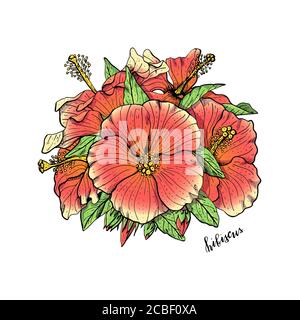 Hand drawn red hibiscus flowers arrangement. Floral design element. Isolated on white background. Vector Stock Vector