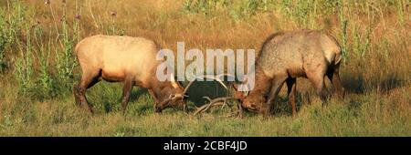Bull elk fighting in Rocky Mountain National Park Stock Photo