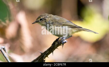 Chiffchaff (Phylloscapus collybita) Stock Photo