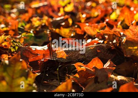 Colorful autumn leaves lying on the ground, lots of colorful autumn leaves Stock Photo