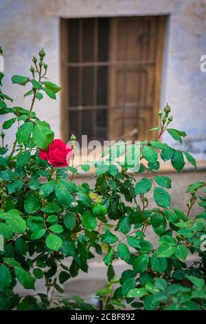 Rose on rose bush with leaves covered with raindrops Stock Photo