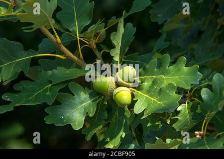 Oak twig with green leaves and acorns, oak trees in the forest. Stock Photo