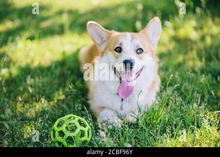 Corgi dog lying on the lawn with a ball Stock Photo