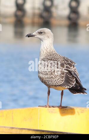 Young seagull on quayside Stock Photo