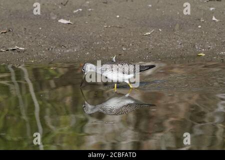 Greater Yellowlegs looking for food in river Stock Photo