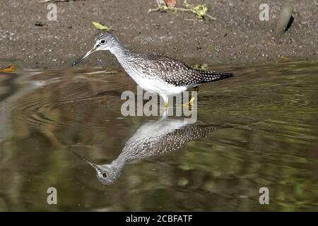 Greater Yellowlegs looking for food in river Stock Photo