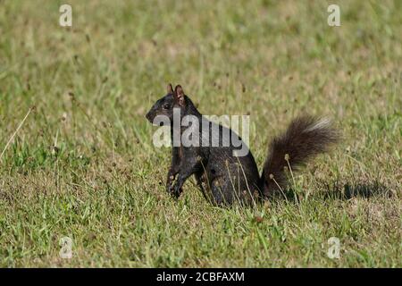 Eastern Grey Squirrels in grass in summer Stock Photo