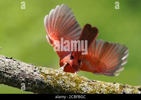 Northern Cardinal on branch and taking off Stock Photo