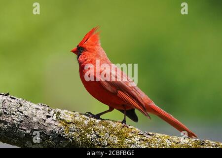 Northern Cardinal on branch and taking off Stock Photo