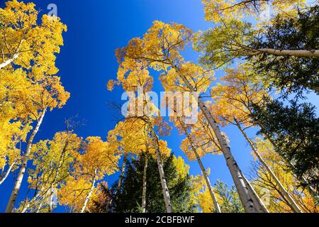 Yellow aspen leaves against a blue sky in Colorado forest on an autumn day Stock Photo