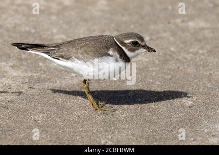 Semi Palmated Plover on beach in fall Stock Photo