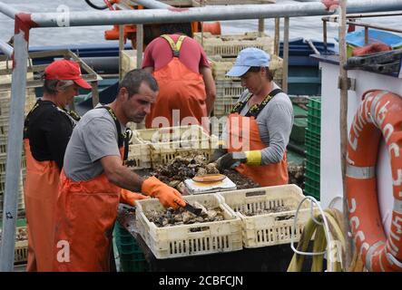 Fishermen are seen working inside their fishing boat in O Grove port.O Grove is a fishing village which is situated on the mouth of the Arousa estuary, Galicia's region. Its populations lives mainly of shellfish gathering and shallow-water fishing, farming of mussels, oysters and scallops on wooden platforms out in the water. Tourism is another major source of income for the area. Stock Photo