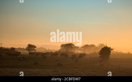 Dairy cows grazing in a grass meadow during misty sunrise morning in rural Ireland Stock Photo