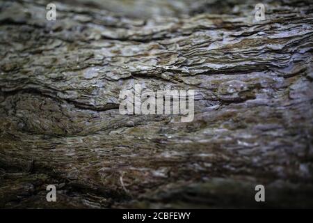 Close Up Shot Of Bark Stock Photo