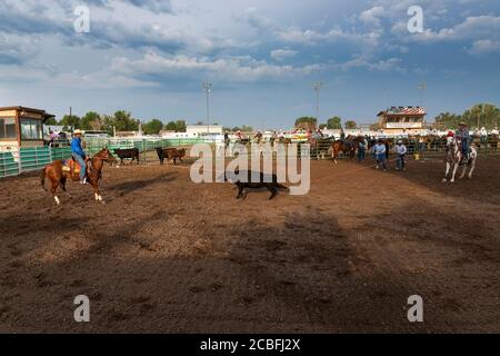 Fallon, Nevada - August 3, 2014: A team of cowboys on horseback roping a calf in a rodeo at the Churchill County Fairgrounds in the city of Fallon, in Stock Photo