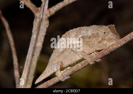 Baby Bearded Pygmy Chameleon Stock Photo