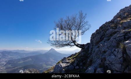 lonely tree in the mountains of basque country Stock Photo