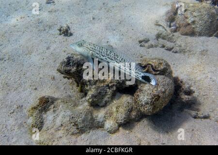 Sand lizardfish (Synodus dermatogenys) in Red Sea, Egypt. Disguised spotted tropical fish hiding in rocks on the sandy ocean floor. Stock Photo