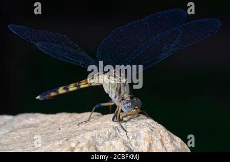 African dragonfly on a rock Stock Photo