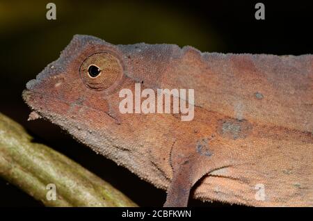 Rieppeleon brevicaudatus up close Stock Photo