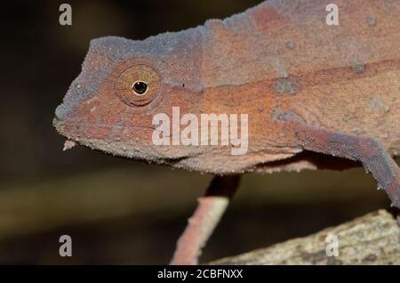 dwarf chameleon Stock Photo