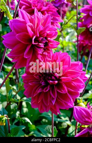 purple dahlia flowers in english garden, norfolk, england Stock Photo