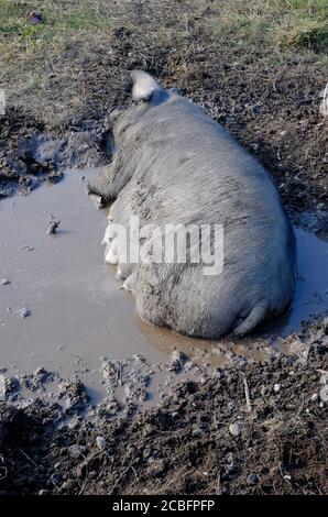 sow pig laying in mud on farm, north norfolk, england Stock Photo