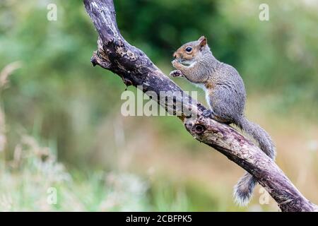 Grey squirrel in mid Wales summer sunshine Stock Photo
