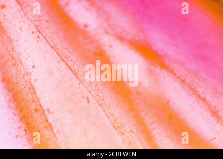 Pigmented large onion cells. Clear epidermal cells of an onion. Suitable as abstact background. Stock Photo