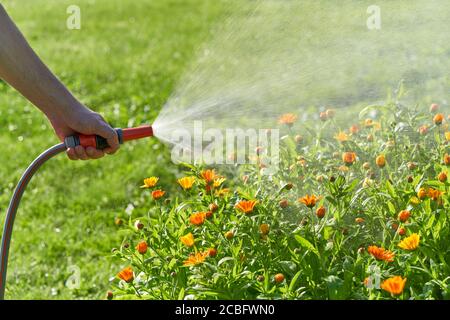 unrecognizable person waters flowers and plants with hose in home garden Stock Photo