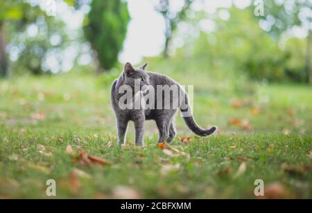 Russian blue Cat  wandering outdoors in nature Stock Photo