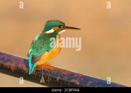 Side view close up of wild, female UK kingfisher bird (Alcedo atthis) isolated outdoors, perching on urban railings, in winter sun. Stock Photo