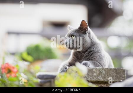 Gray Russian blue Cat portrait  relaxing lying outdoors