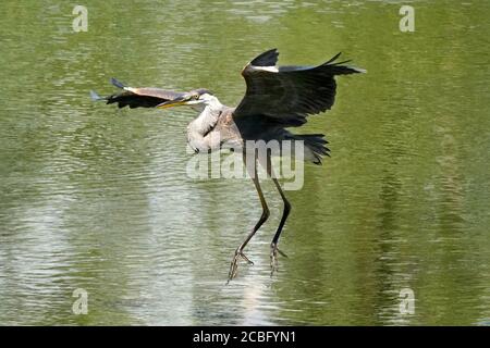 Great Blue Heron flock  in marsh Stock Photo