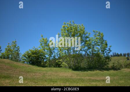 Some trees in Appenzell in Switzerland Stock Photo