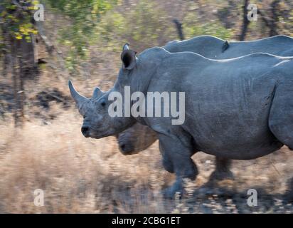 Two White rhinos in motion running from open grass patch to thicker bush Stock Photo