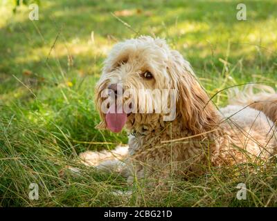Cockapoo keeping cool in summer with tongue hanging out of mouth. Stock Photo