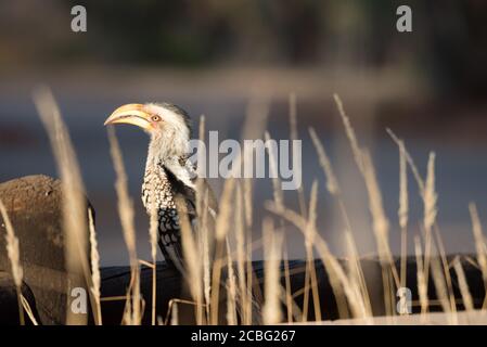 Yellow billed hornbill perched on wooden railing and relaxing staring around Stock Photo