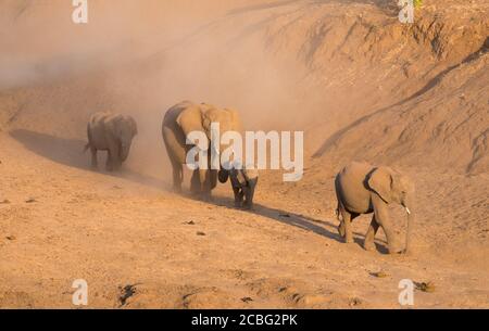 Elephants in big herd including adults and babies and young ones kicking up dust as they walking down into the dry river to go and drink water Stock Photo