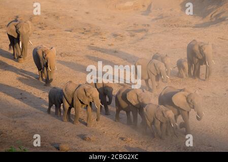 Elephants in big herd including adults and babies and young ones kicking up dust as they walking down into the dry river to go and drink water Stock Photo